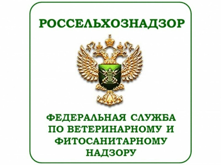 Наличие карантинного уссурийского полиграфа подтвердили специалисты Алтайского филиала ЦОК АПК в Змеиногорском районе края. Наличие карантинного уссурийского полиграфа подтвердили специалисты Алтайского филиала ЦОК АПК в Змеиногорском районе края.